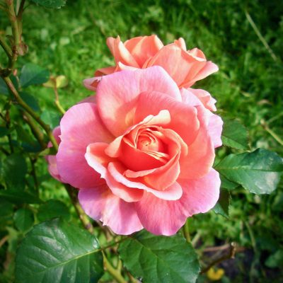 Roos Oshianna Babaji